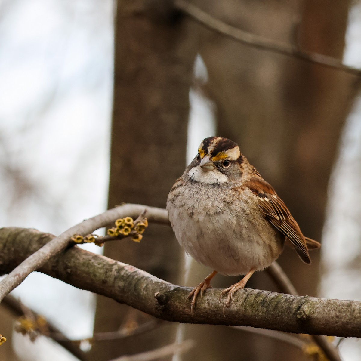 White-throated Sparrow - ML529294931