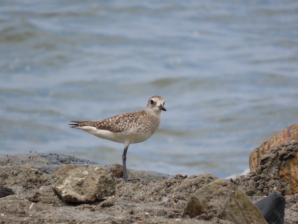 Black-bellied Plover - otto seydel