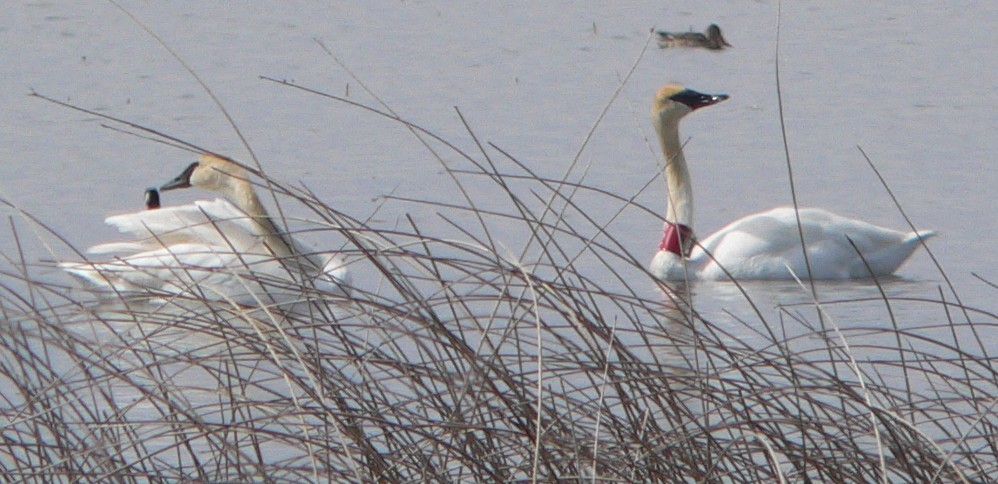 Cygne trompette - ML52929571