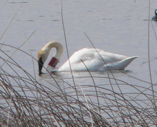Cygne trompette - ML52929581