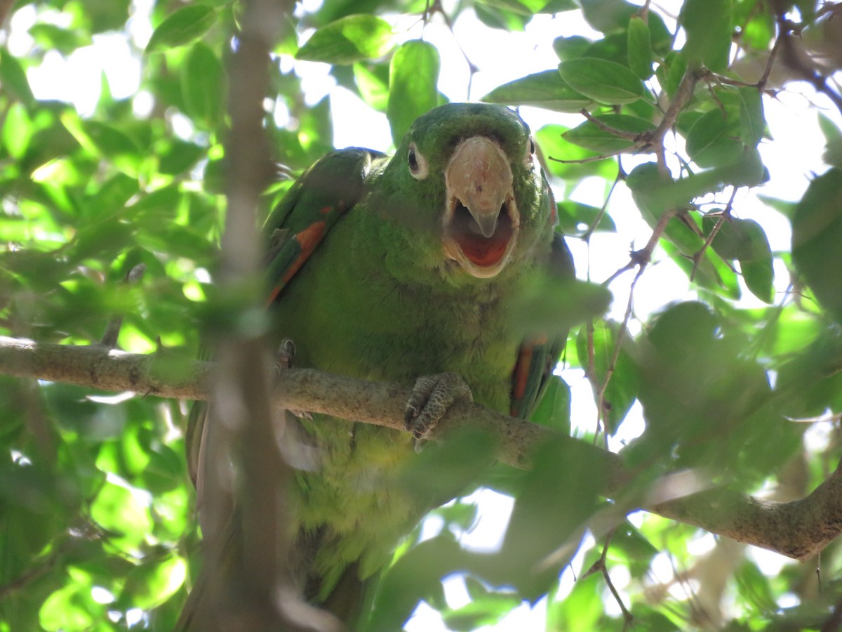 Conure pavouane - ML529296221