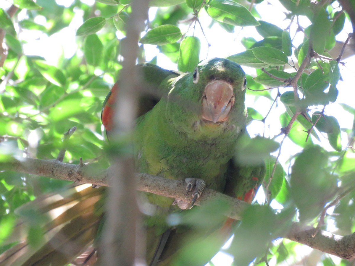 White-eyed Parakeet - ML529296241