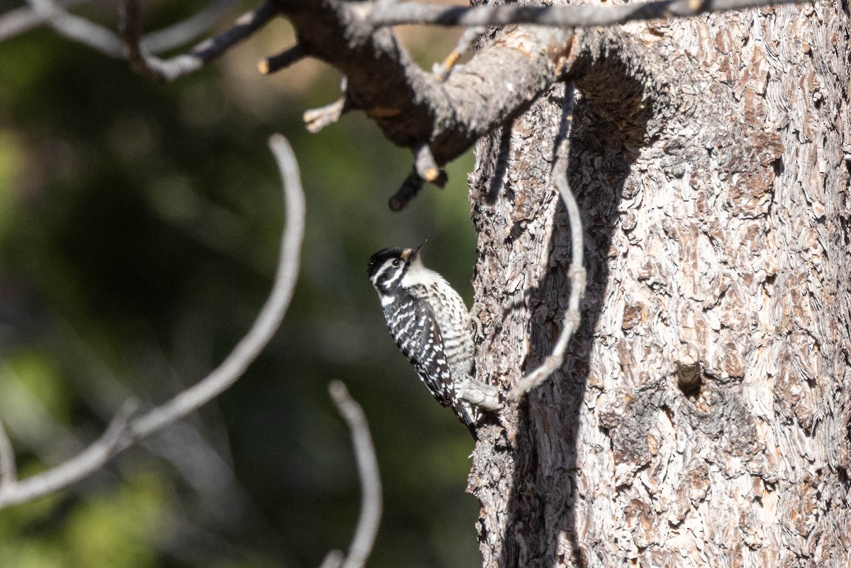 Nuttall's Woodpecker - ML529296631