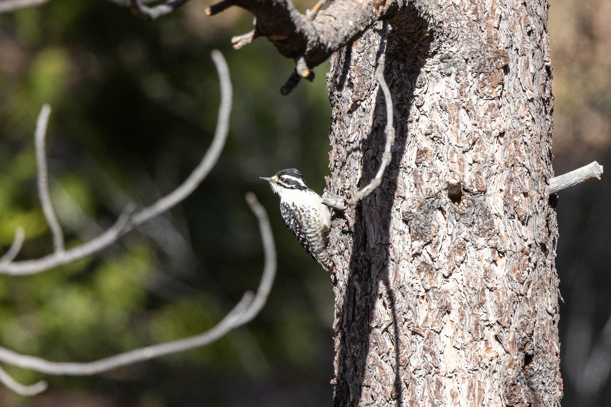 Nuttall's Woodpecker - Eric Gustafson