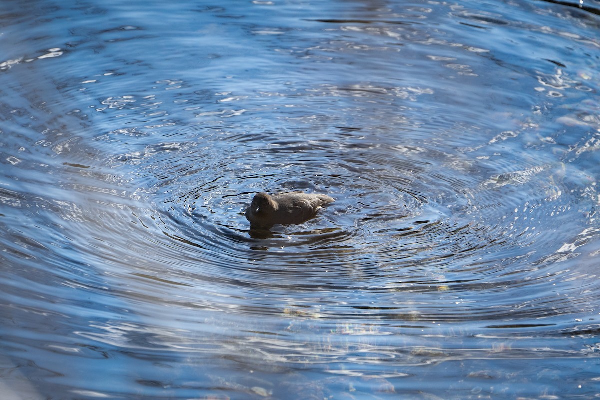 American Dipper - ML529296821