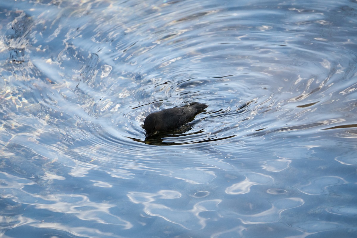 American Dipper - ML529296831