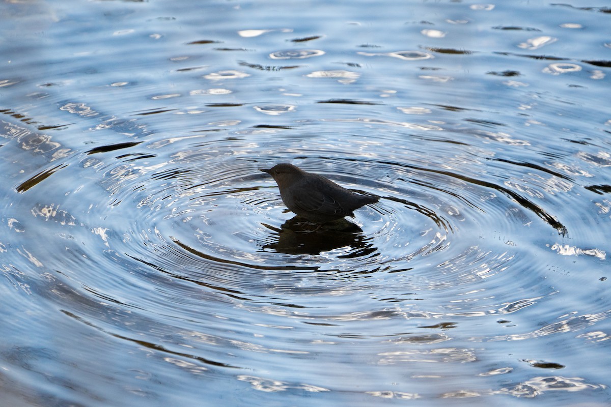 American Dipper - ML529296851