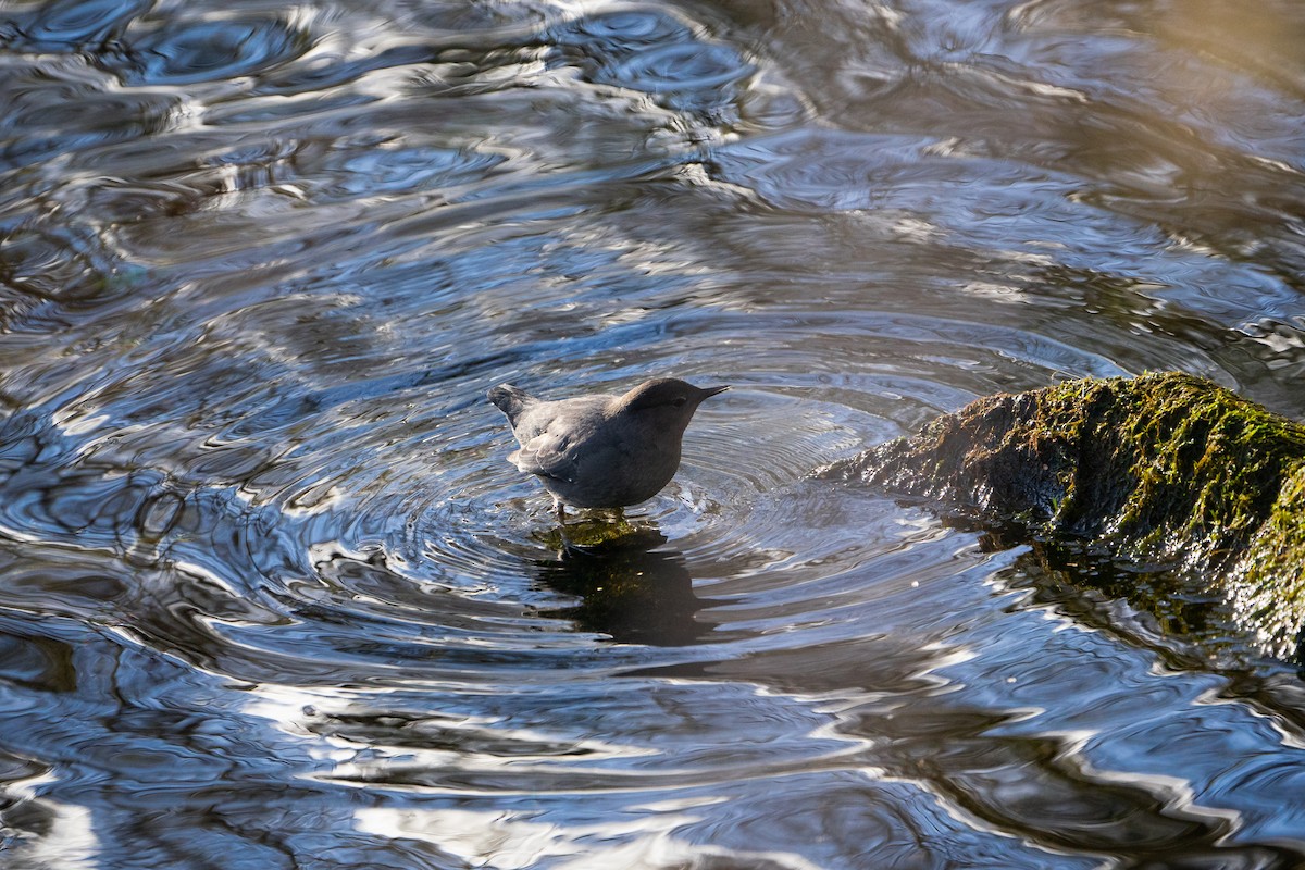 American Dipper - ML529296871