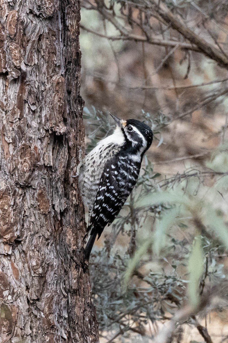 Nuttall's Woodpecker - ML529296911