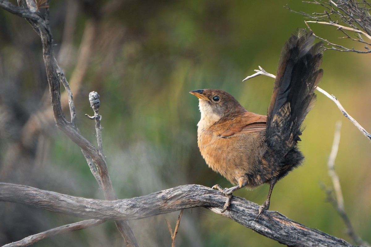 Noisy Scrub-bird - ML529297831