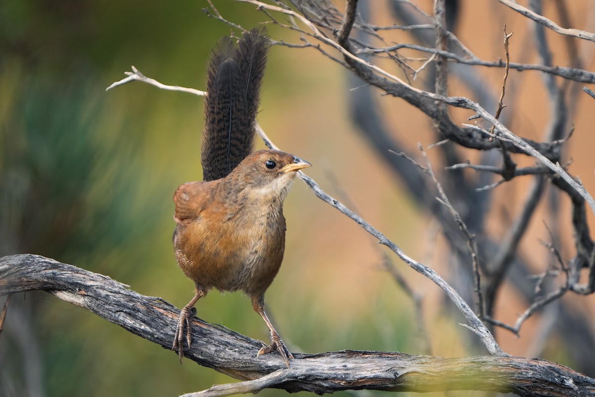 Noisy Scrub-bird - ML529297851