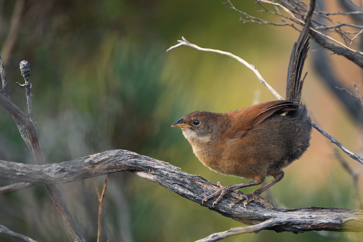 Noisy Scrub-bird - ML529297861