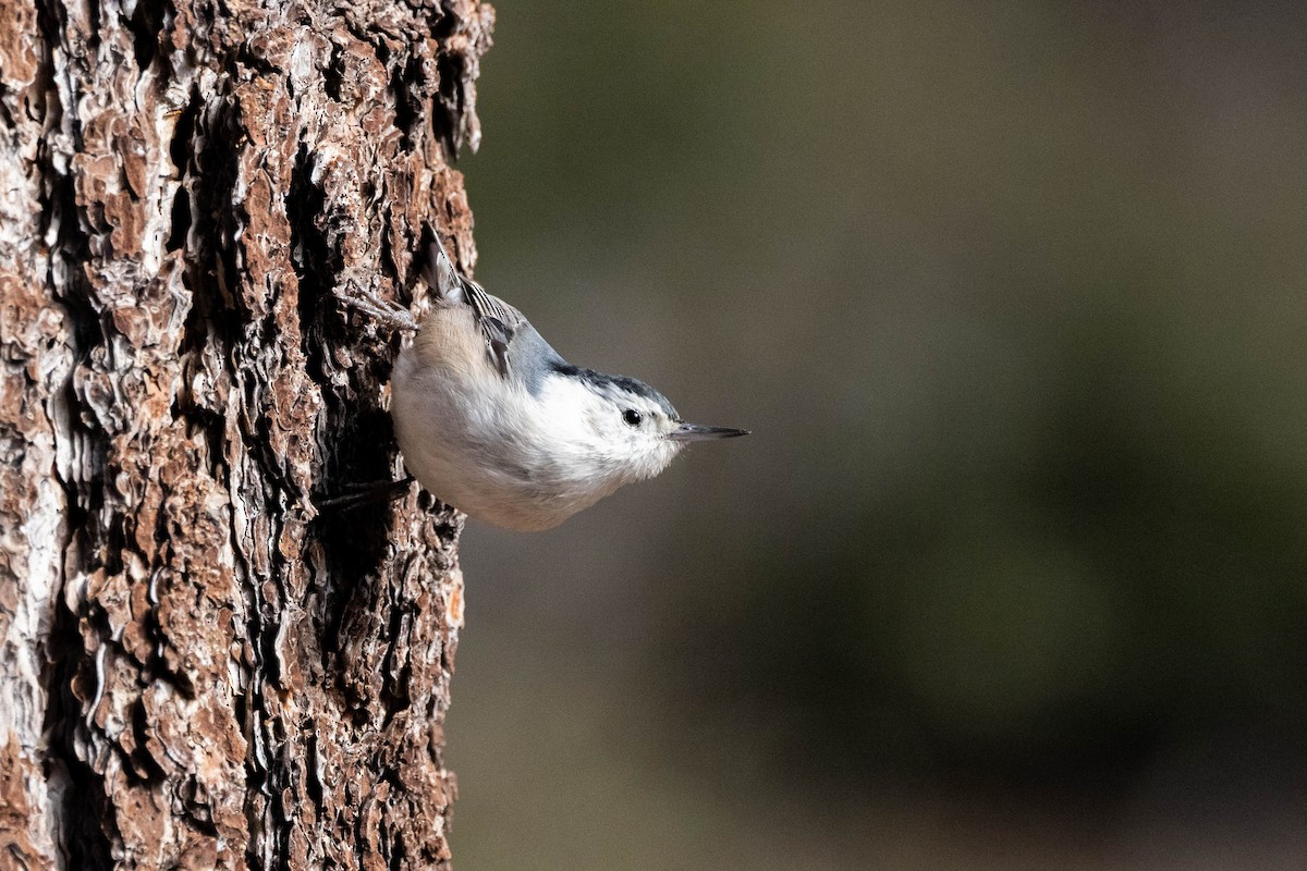 White-breasted Nuthatch - ML529298241
