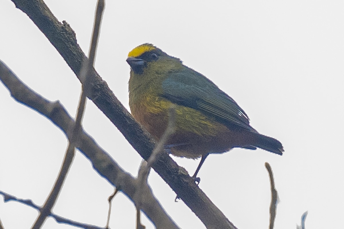 Olive-backed Euphonia - ML529299241