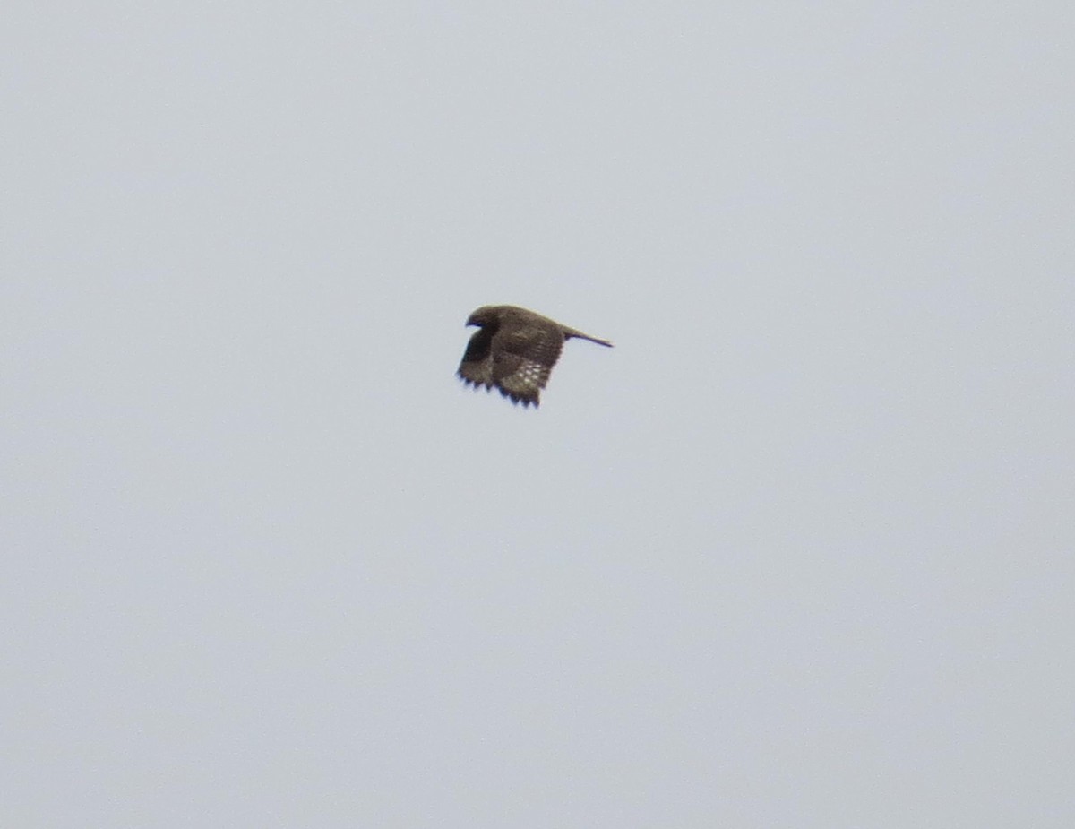 Rough-legged Hawk - ML52930151