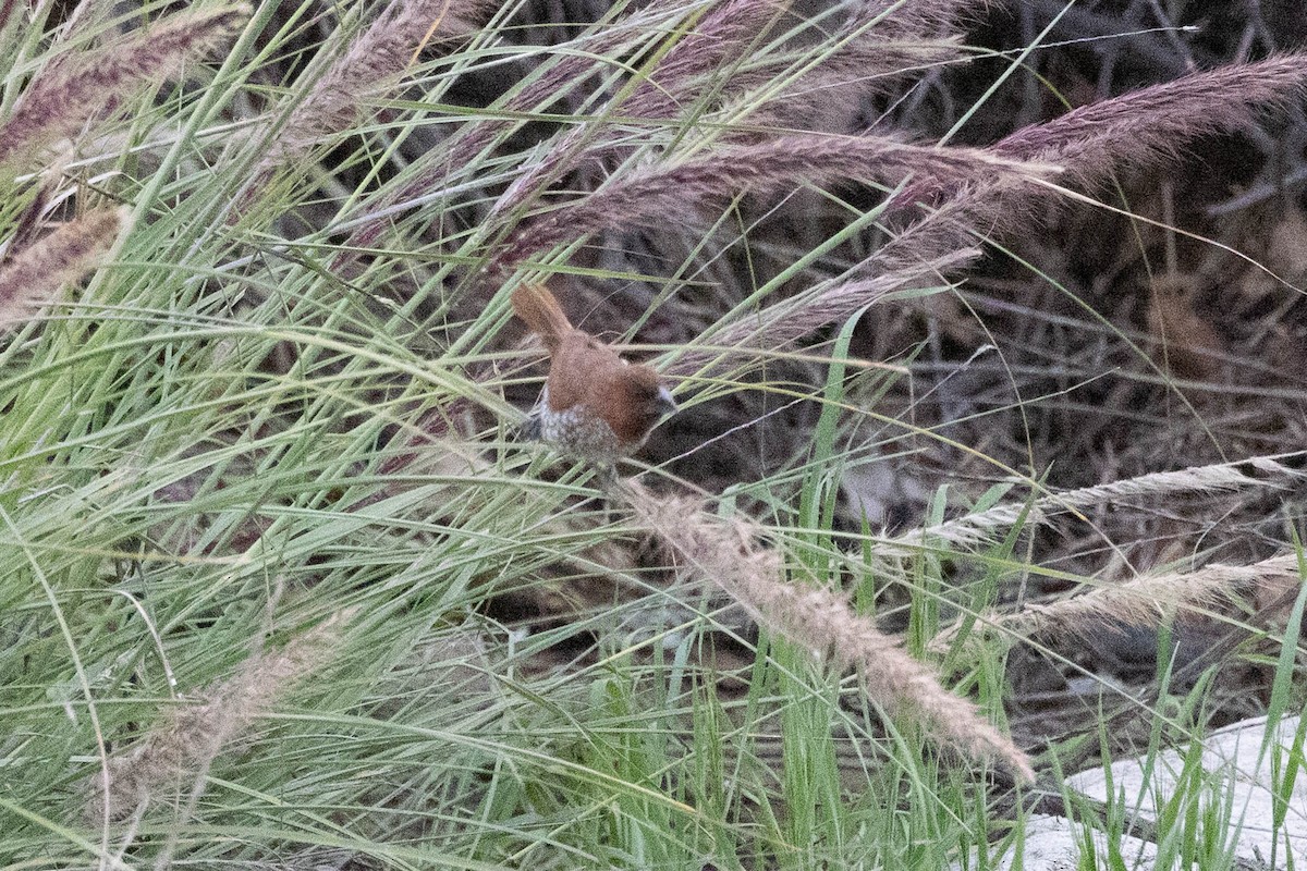 Scaly-breasted Munia - ML529301691