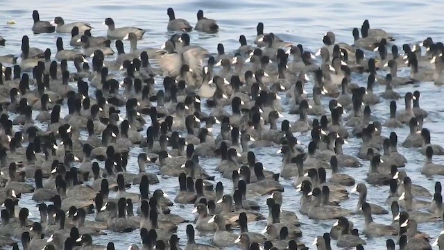 Eurasian Coot - ML529301721