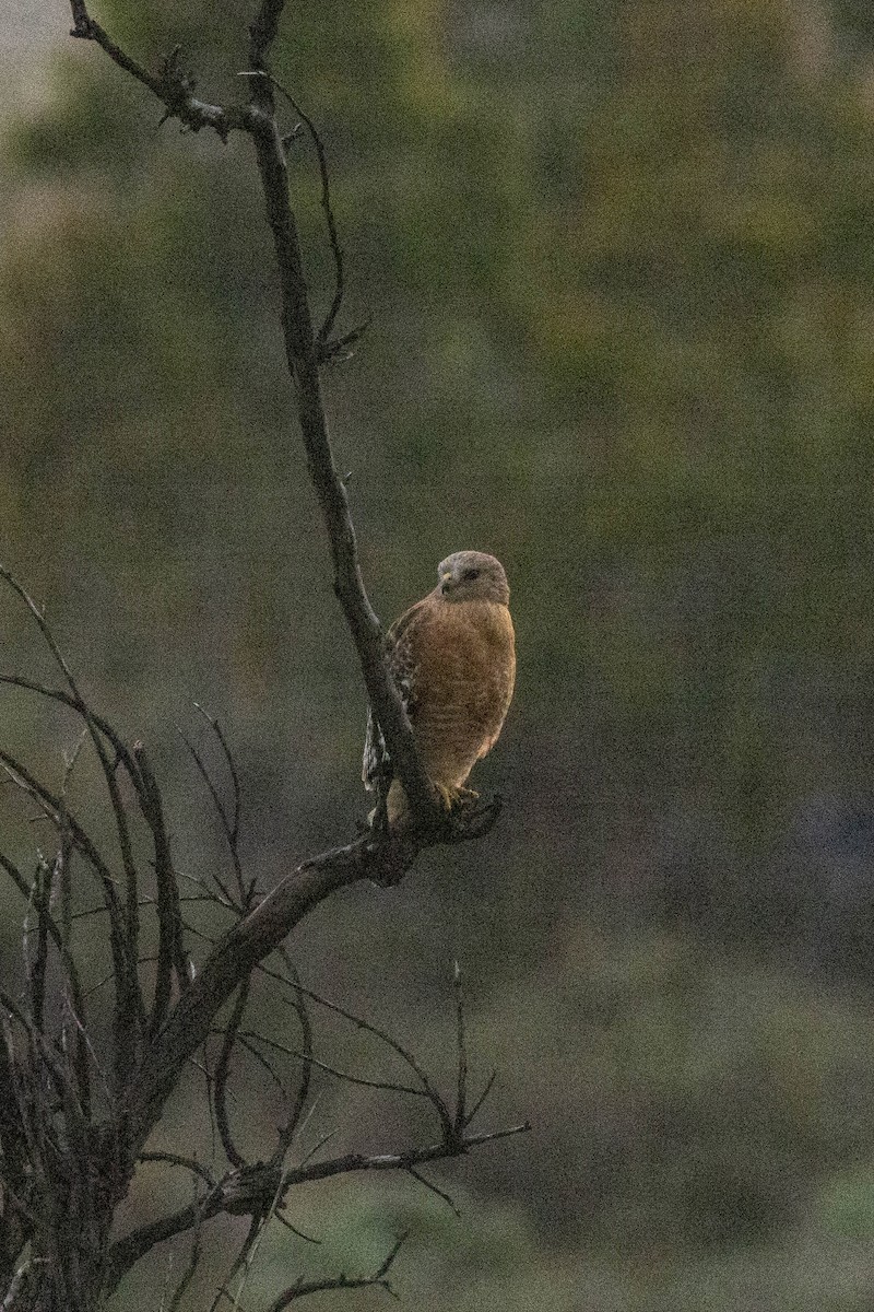 Red-shouldered Hawk - ML529301751