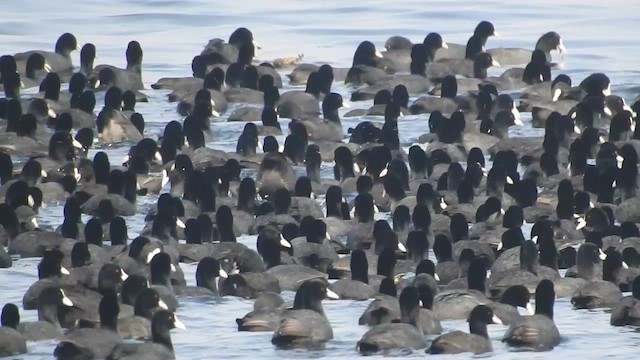 Eurasian Coot - ML529301781