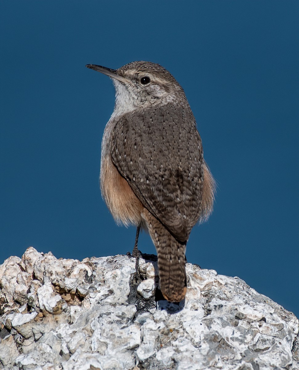 Rock Wren - ML529303101