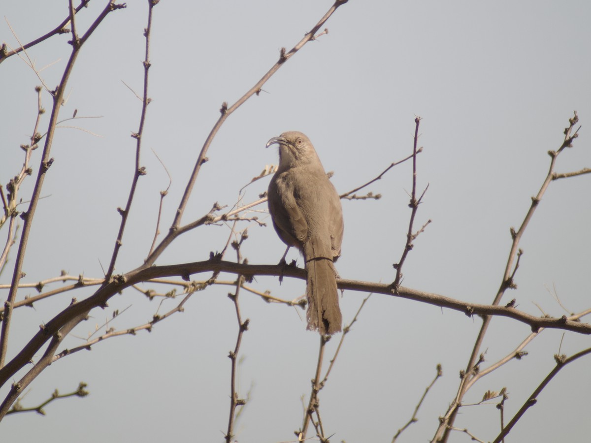 Crissal Thrasher - ML529303401