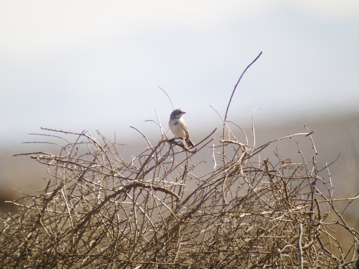 Sagebrush Sparrow - Sochetra Ly