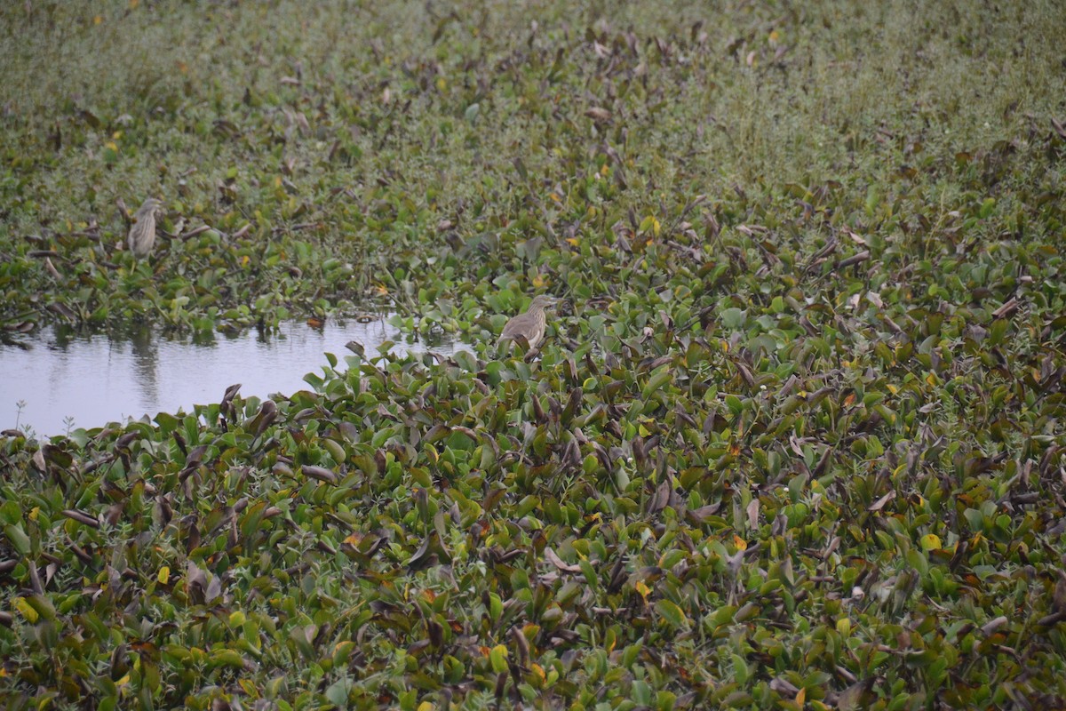 Indian Pond-Heron - ML529303561