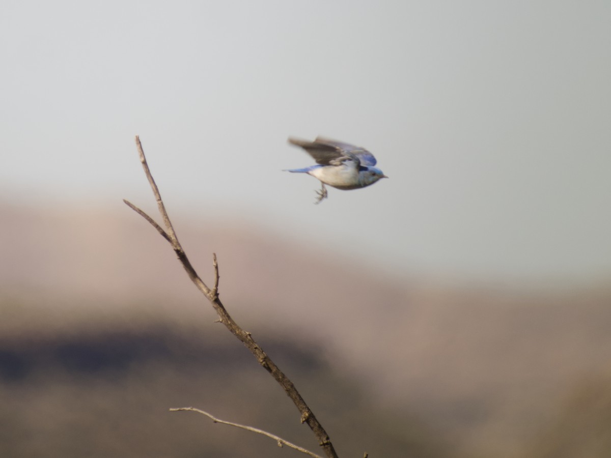 Mountain Bluebird - Sochetra Ly