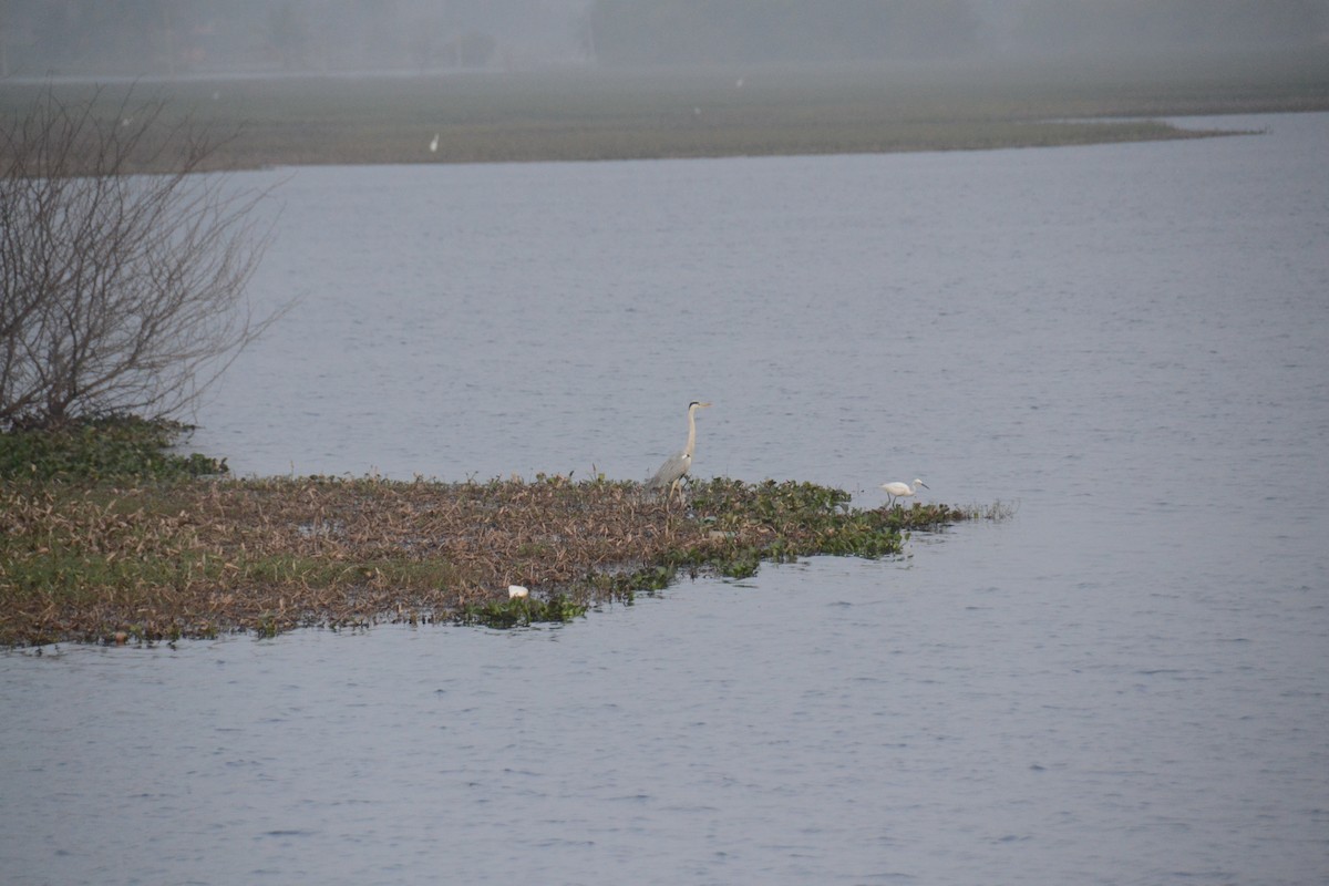 Gray Heron - ML529304971