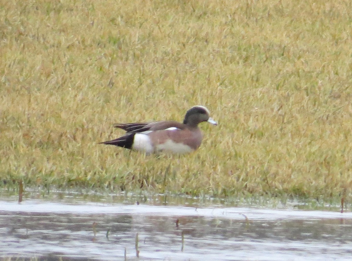 American Wigeon - ML52930521