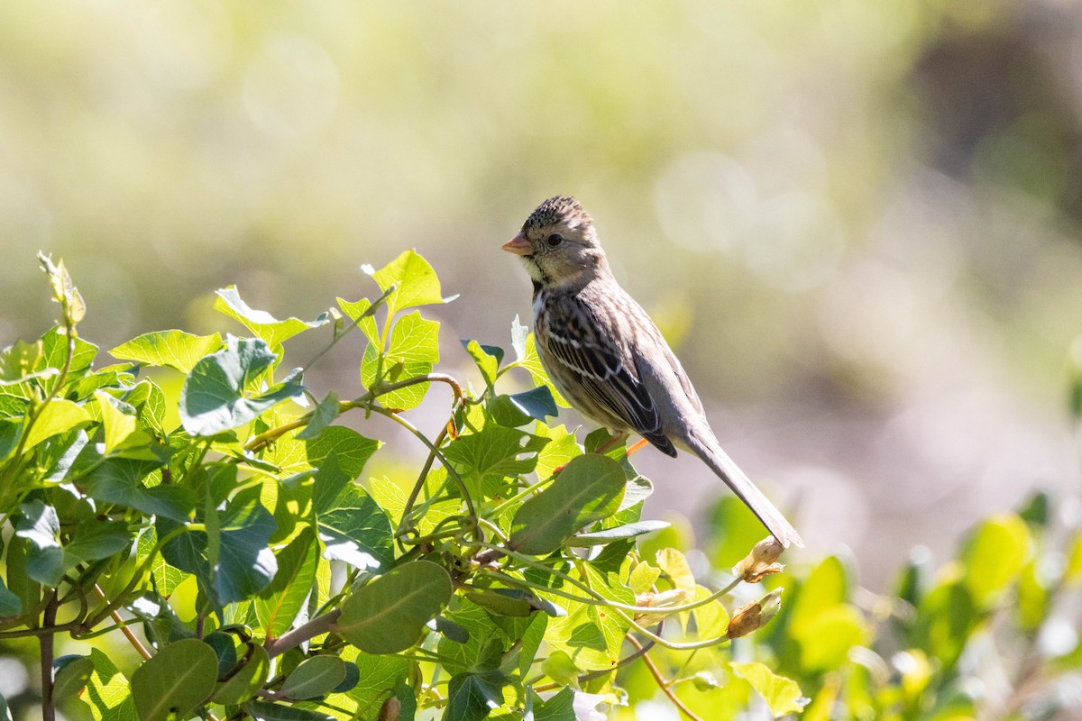 Harris's Sparrow - ML529306351