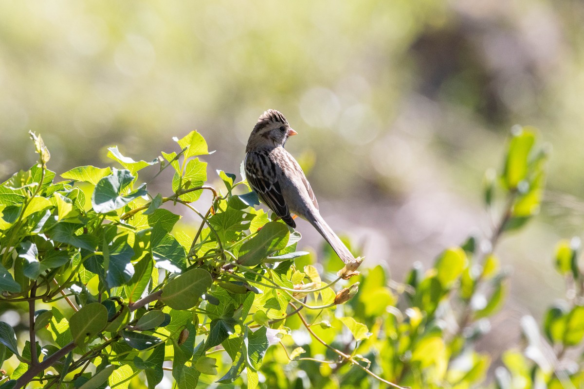 Harris's Sparrow - ML529306361