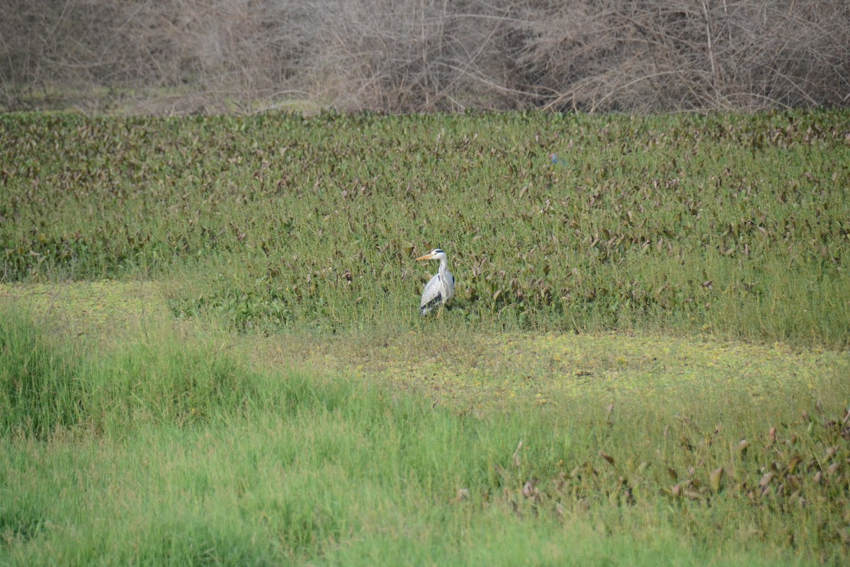 Gray Heron - ML529307211