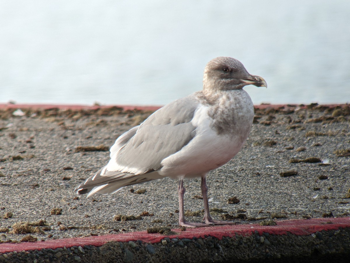 Western x Glaucous-winged Gull (hybrid) - ML529307691