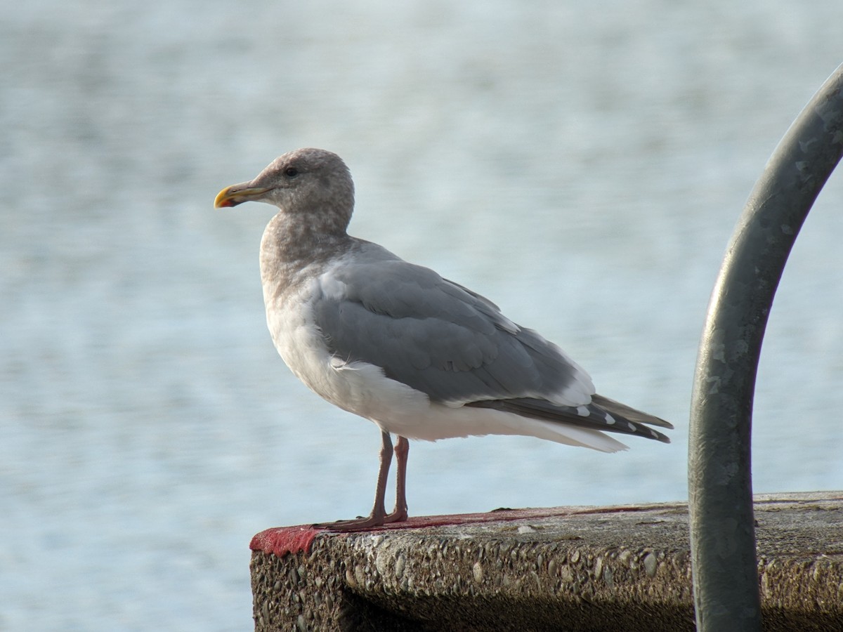 Western x Glaucous-winged Gull (hybrid) - ML529307801