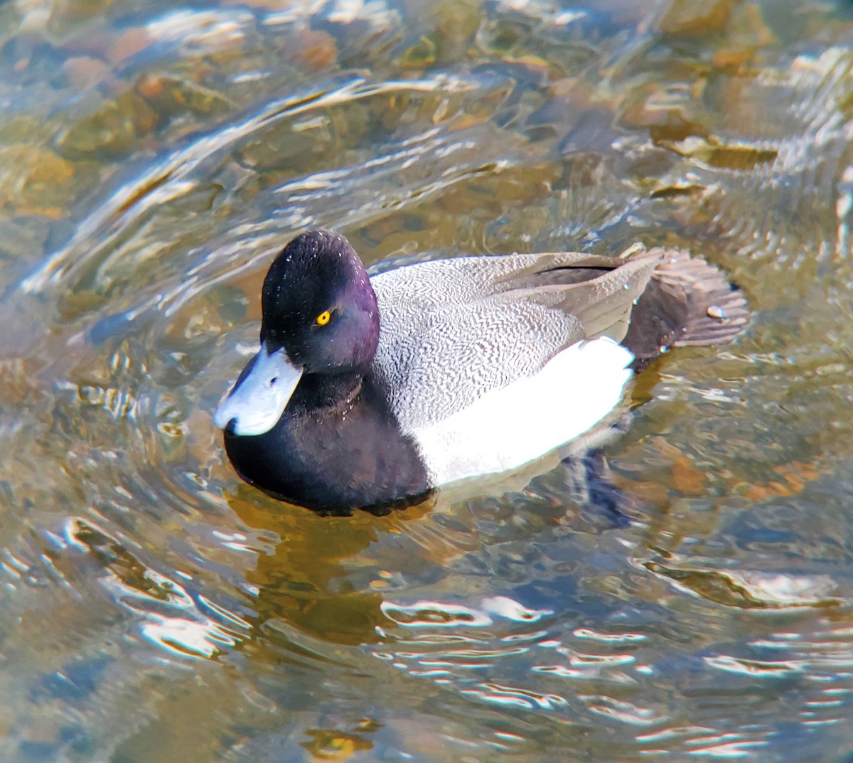 Lesser Scaup - ML529309971