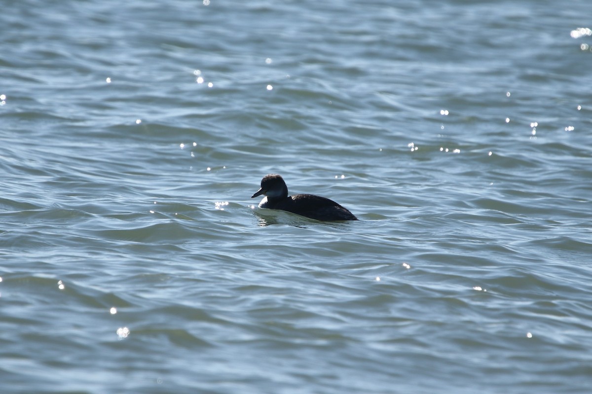Red-necked Grebe - ML529310031