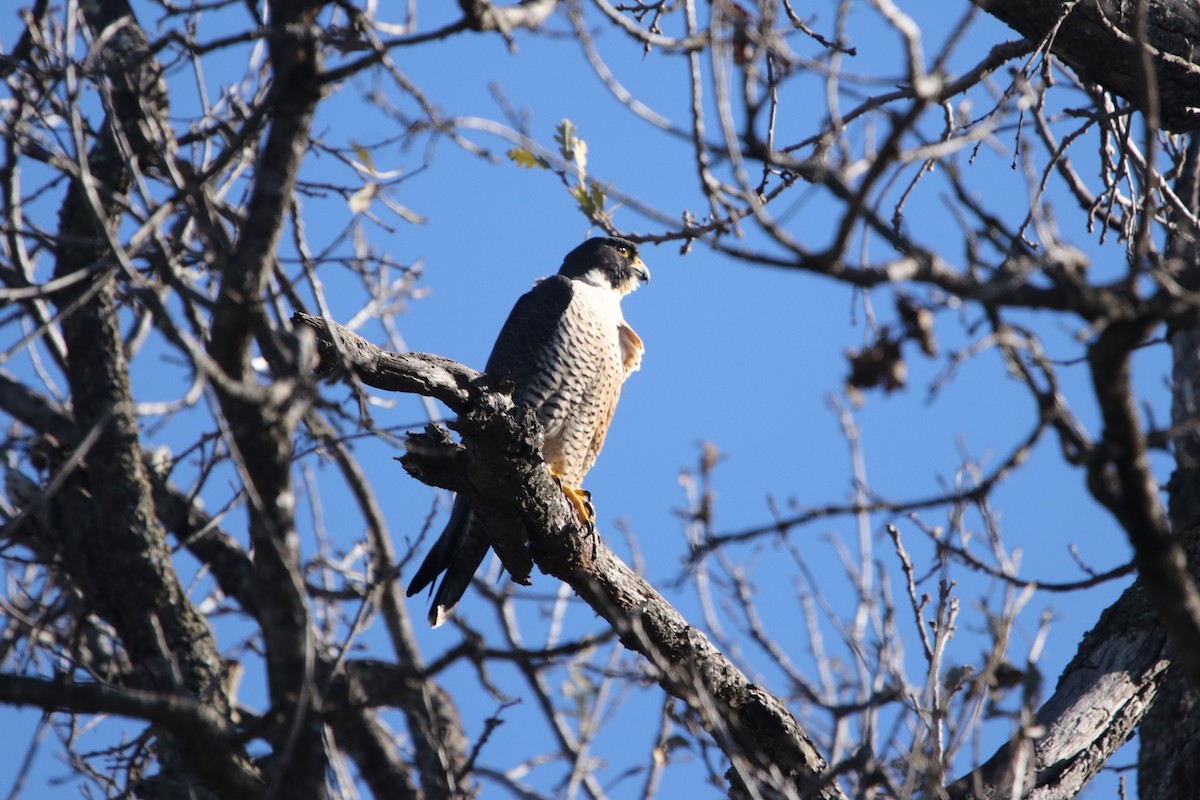 Peregrine Falcon - Sammy Cowell