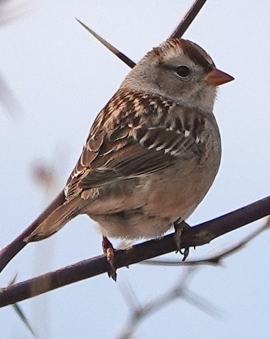 White-crowned Sparrow - ML529310391
