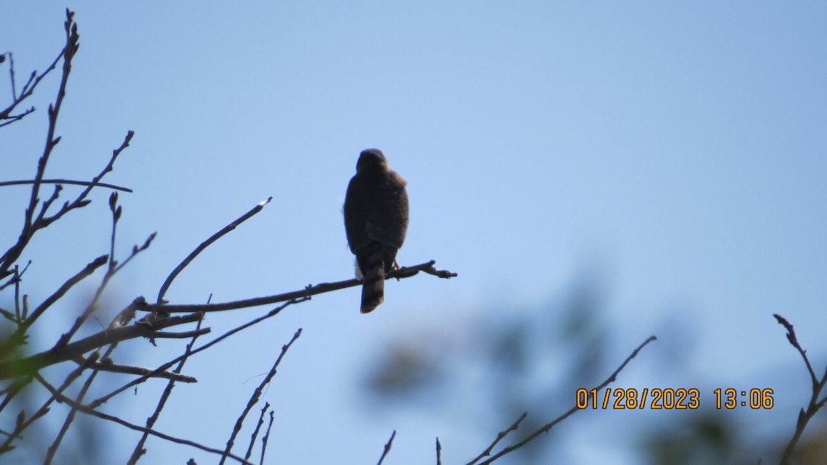 Sharp-shinned Hawk - ML529310431