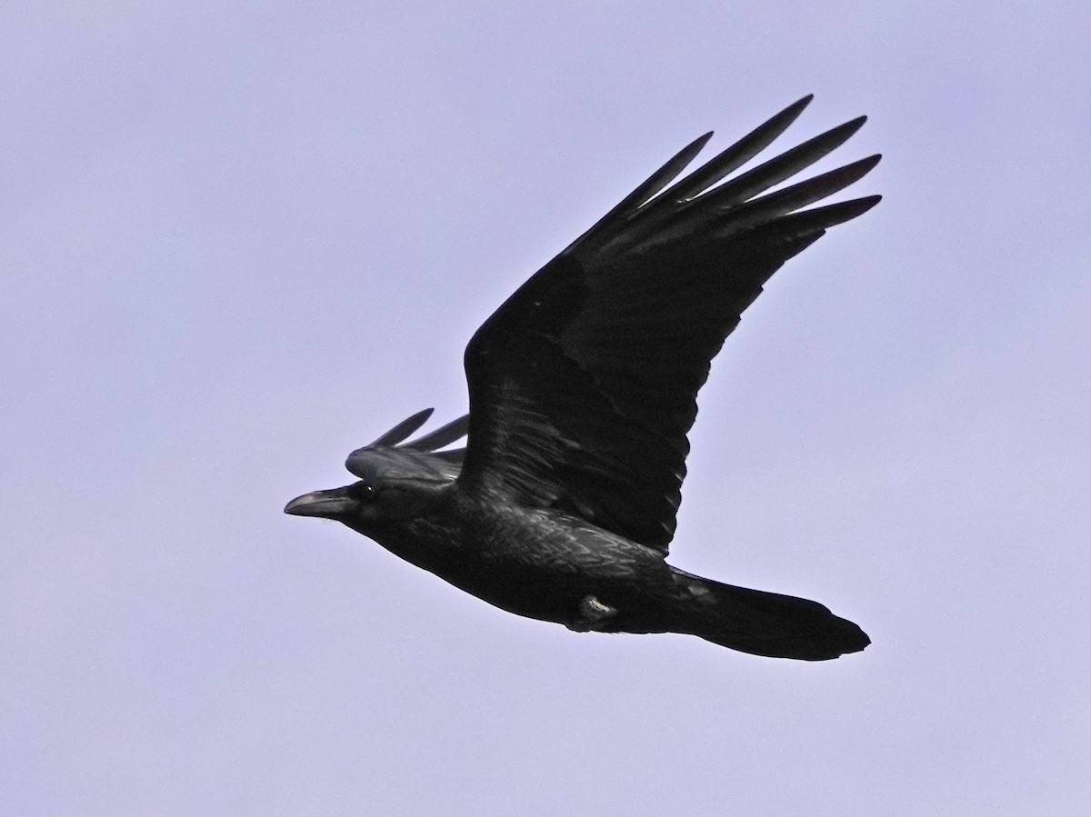Common Raven - ML529310811