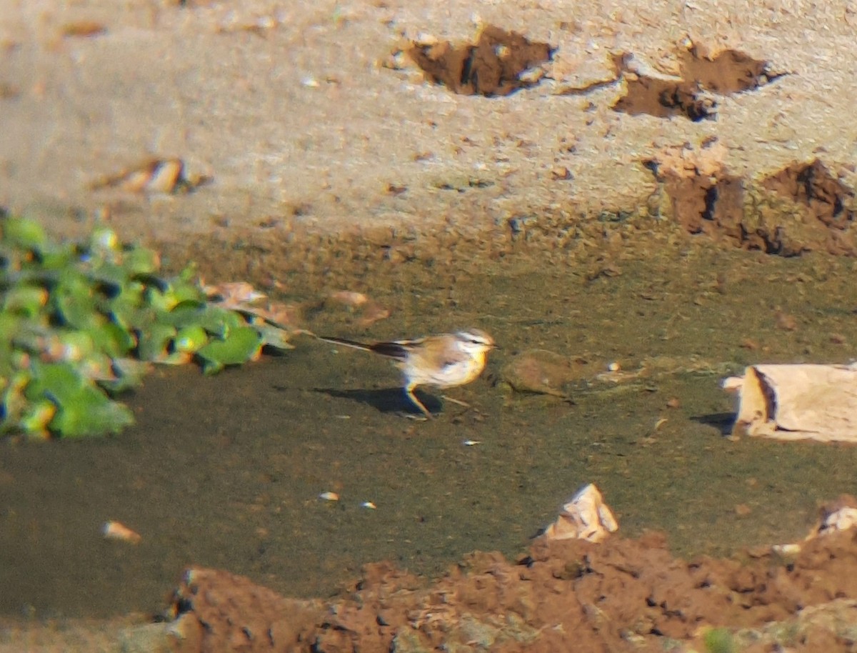 Western/Eastern Yellow Wagtail - ML529311031