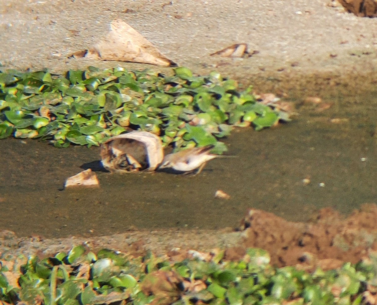 Western/Eastern Yellow Wagtail - ML529311041