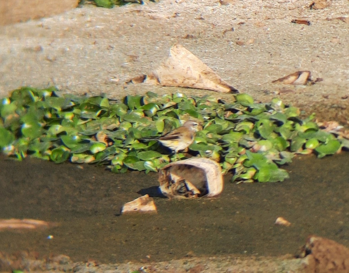 Western/Eastern Yellow Wagtail - ML529311051