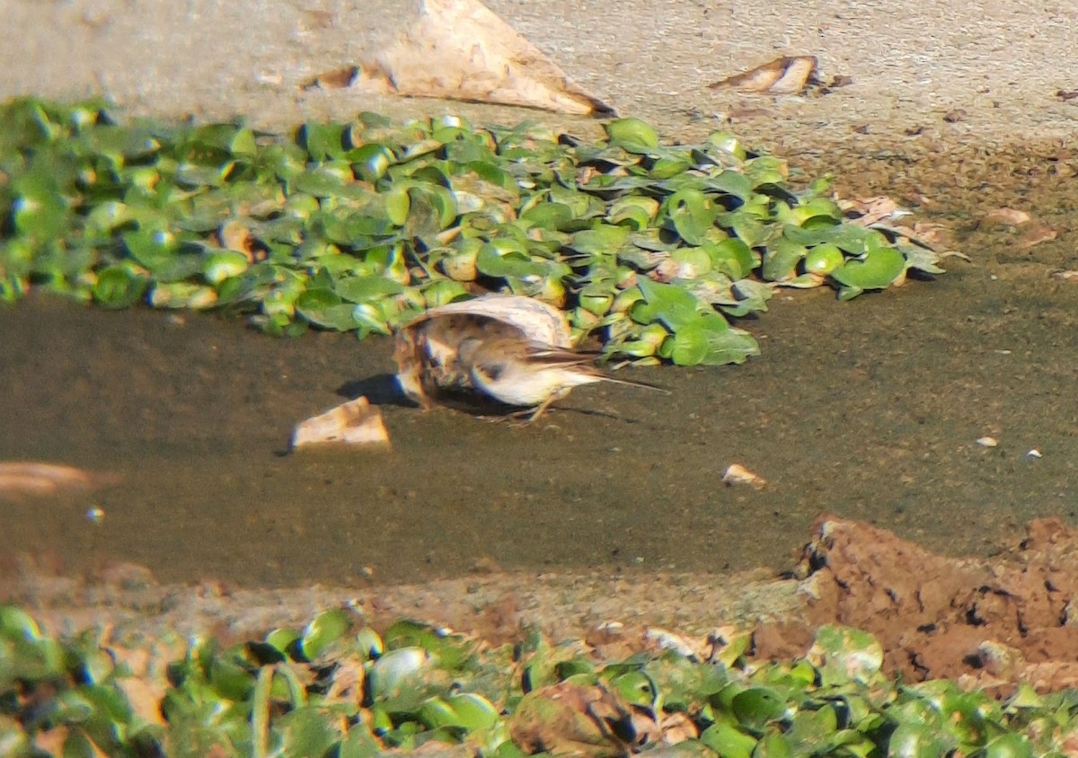 Western/Eastern Yellow Wagtail - ML529311061