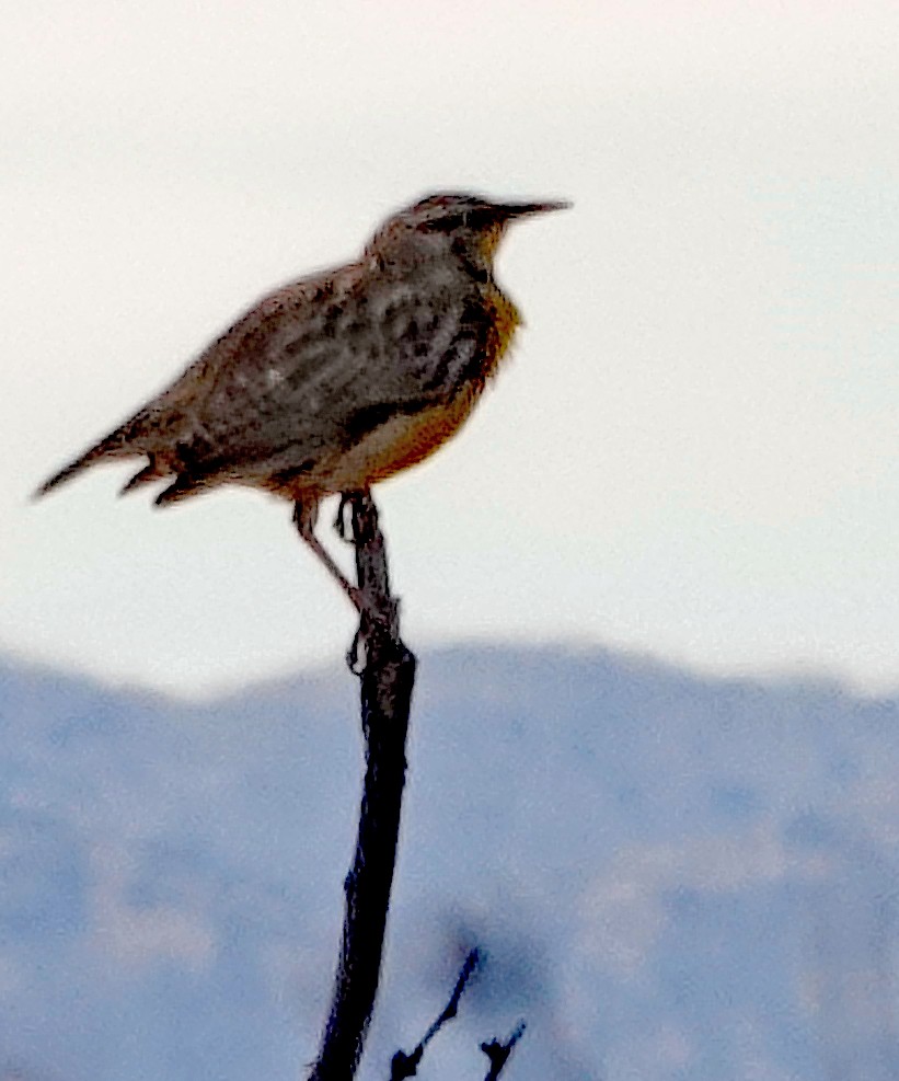 Western/Chihuahuan Meadowlark - ML529311481