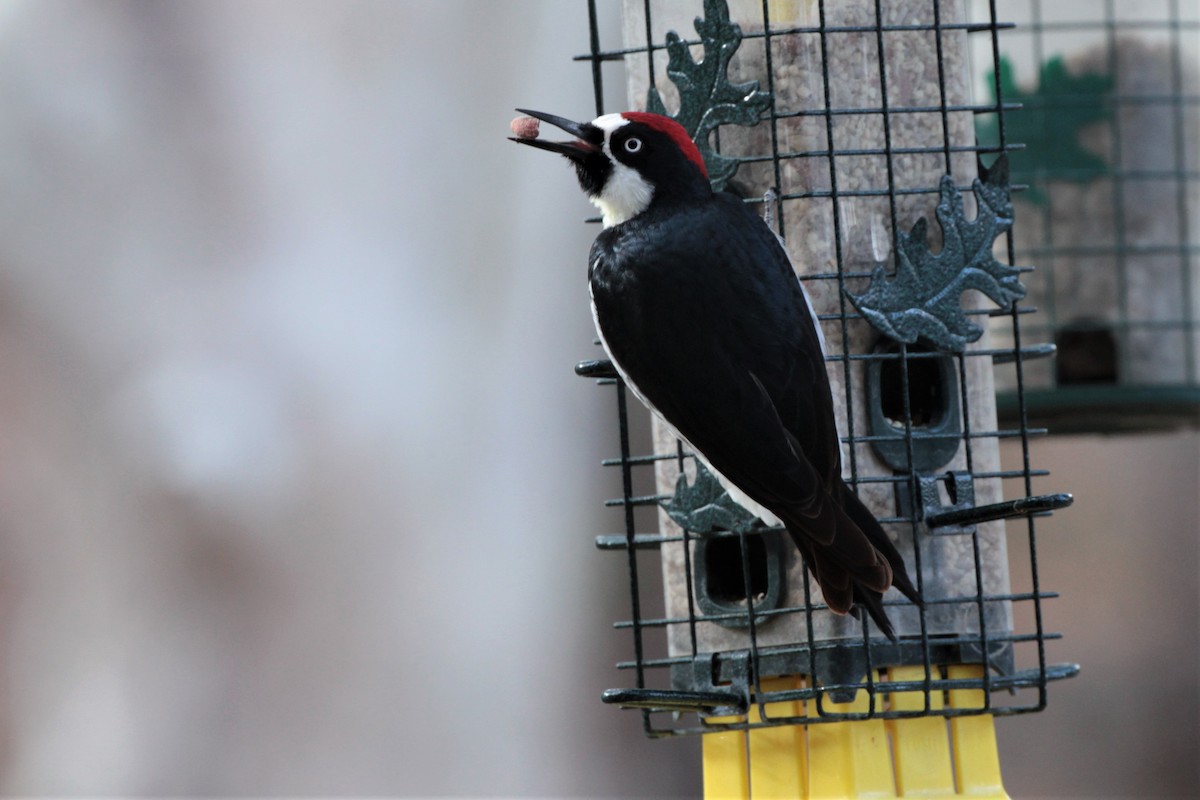 Acorn Woodpecker - Donna Bragg