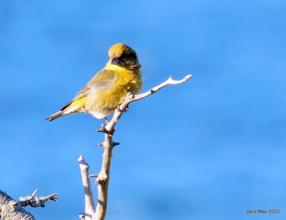 Red Crossbill - ML529311841