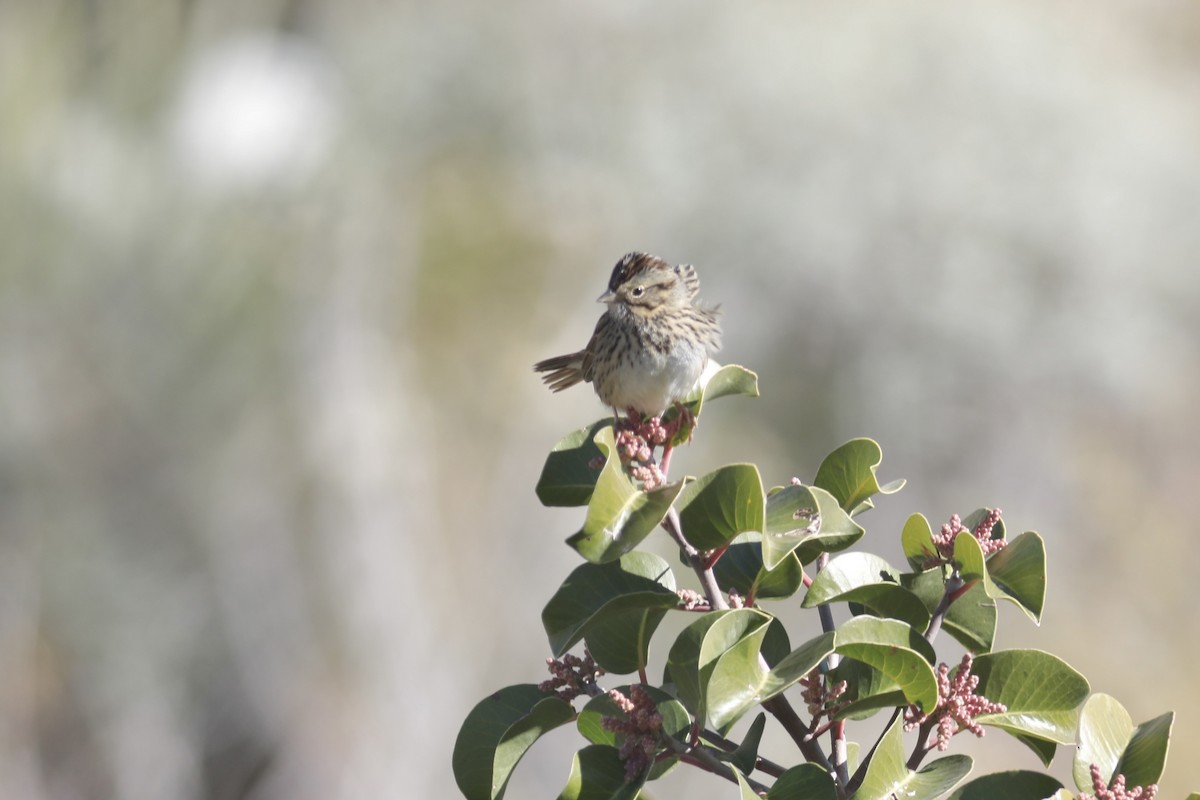 Lincoln's Sparrow - ML529312001