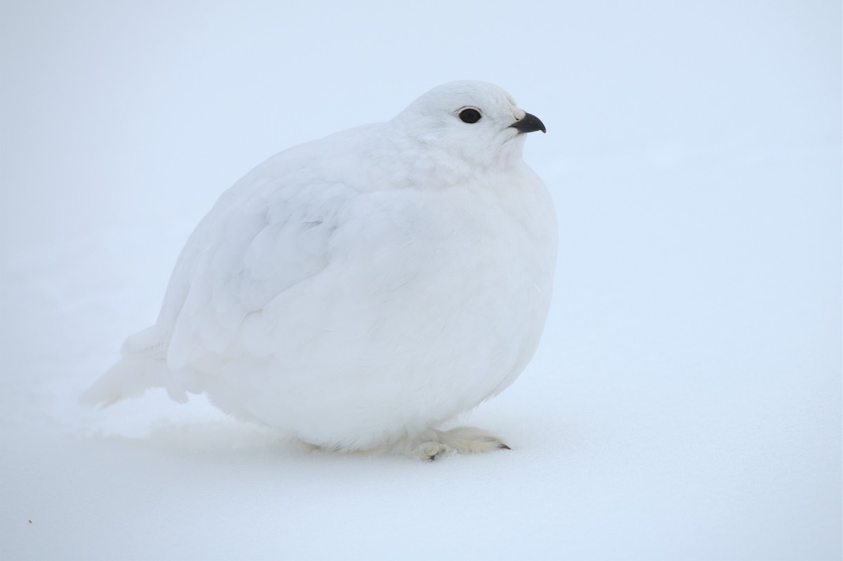 White-tailed Ptarmigan - ML529314251